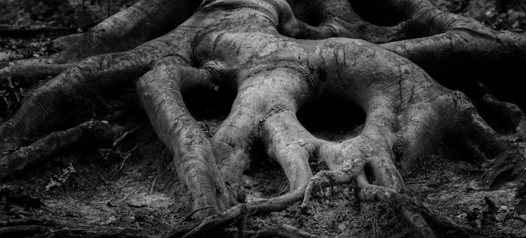 A black and white image of tree roots, subtly resembling a skull—an abstract hint of death intertwined with nature.