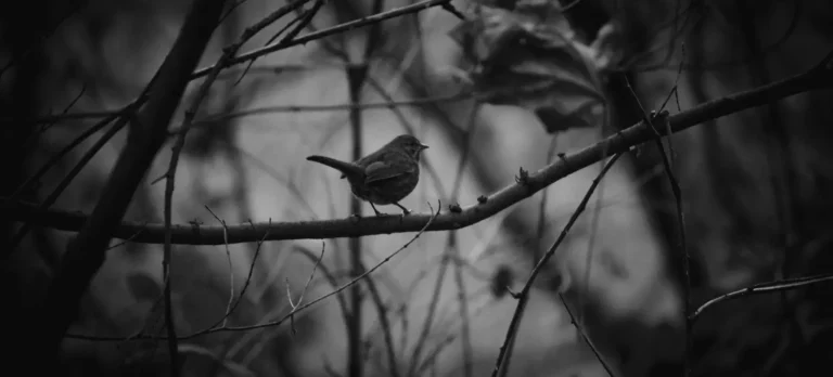 A black and white image of a sparrow on a branch.