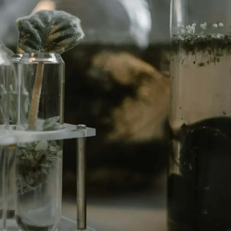 Plants can be seen inside test tubes.