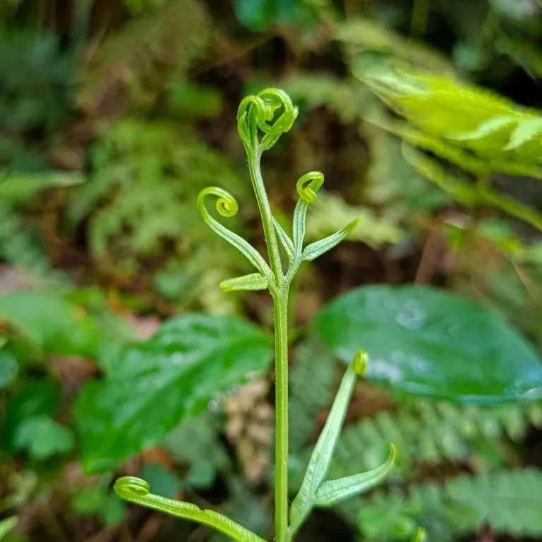 a young, lightgreen, fern grows