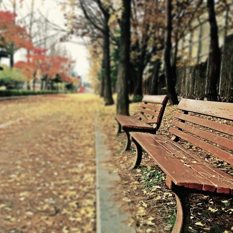 Wooden bench in focus with autumn leaves on the ground; blurred trees in the background.
