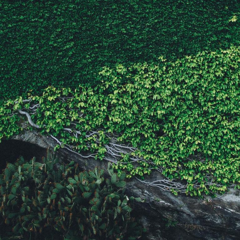 green and brown roots