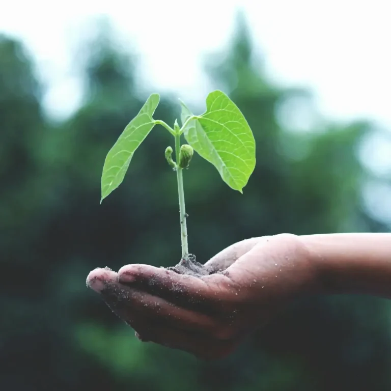 a little green plant in a hand